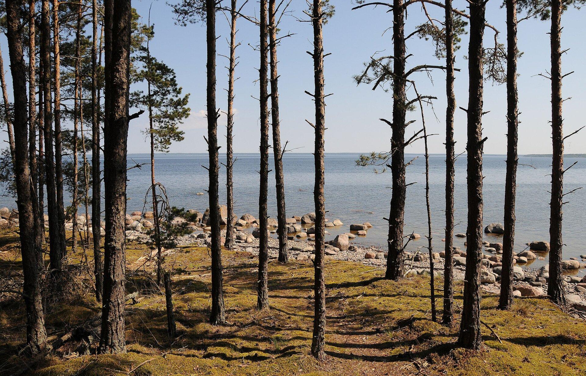 RMK Pedassaare matkarada Harjumaa Turism Visitharju