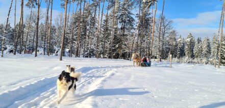 Mustjõe Kõrtsitalu saanisõit