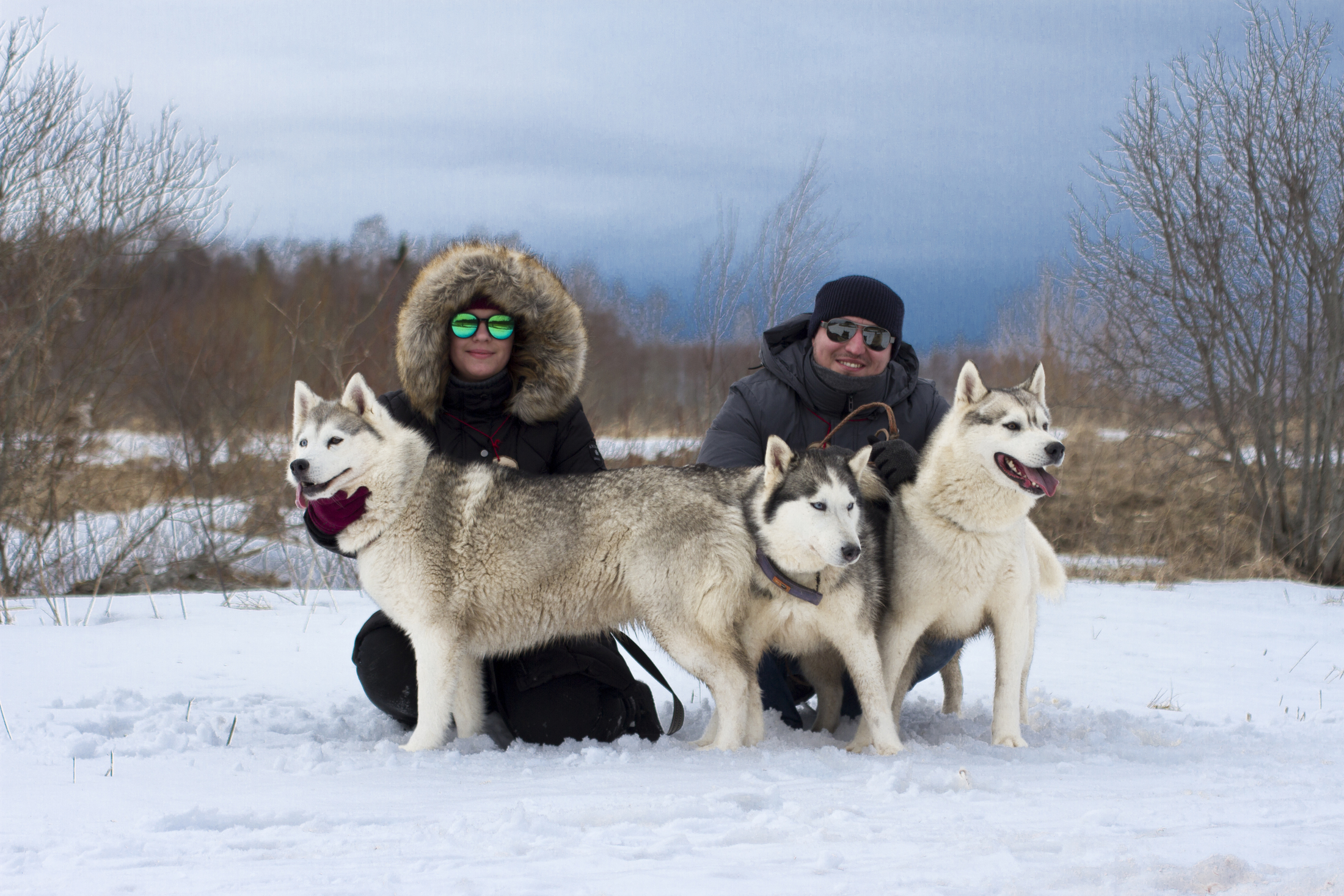 Dogsledding in Kõrvemaa